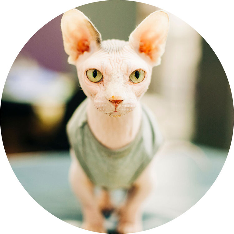 Hairless cat