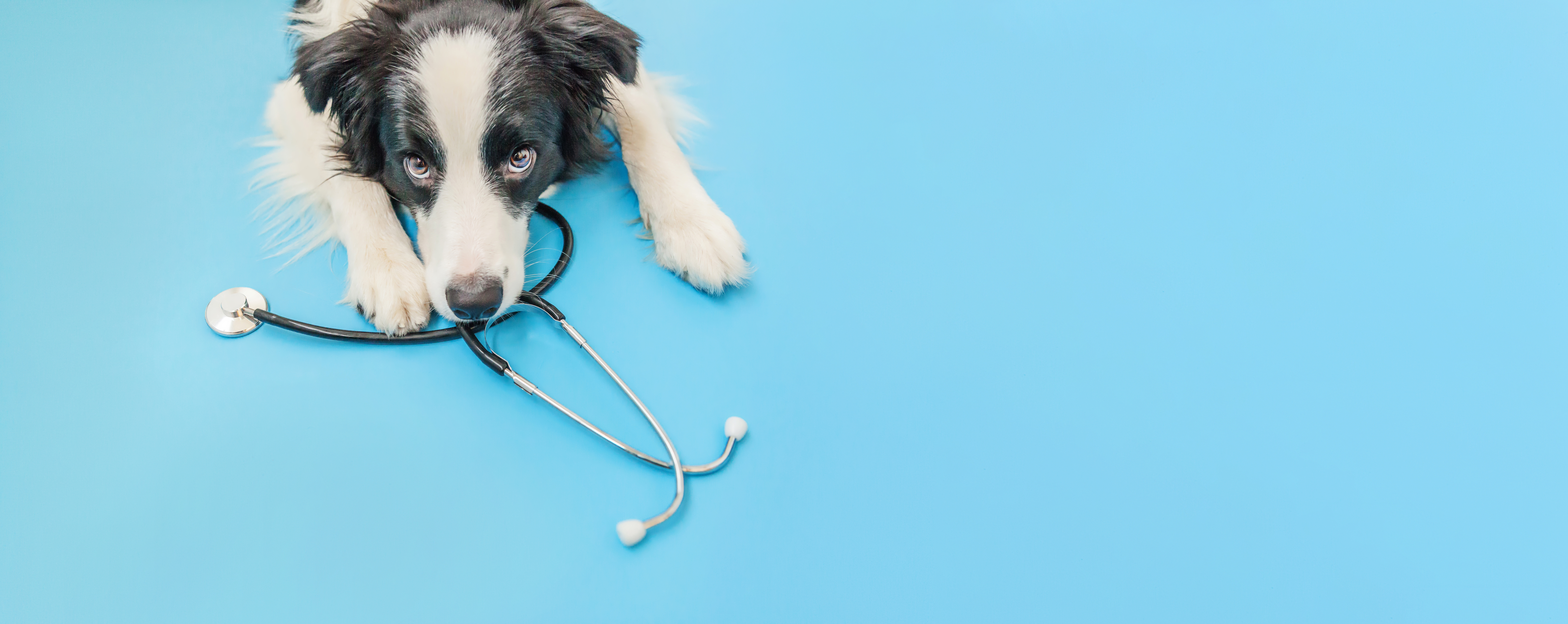 Puppy dog border collie and stethoscope isolated on blue background. Little dog on reception at veterinary doctor in vet clinic. Pet health care and animals concept Banner Puppy dog border collie and stethoscope isolated on blue background. Little dog on reception at veterinary doctor in vet clinic. Pet health care and animals concept. Banner