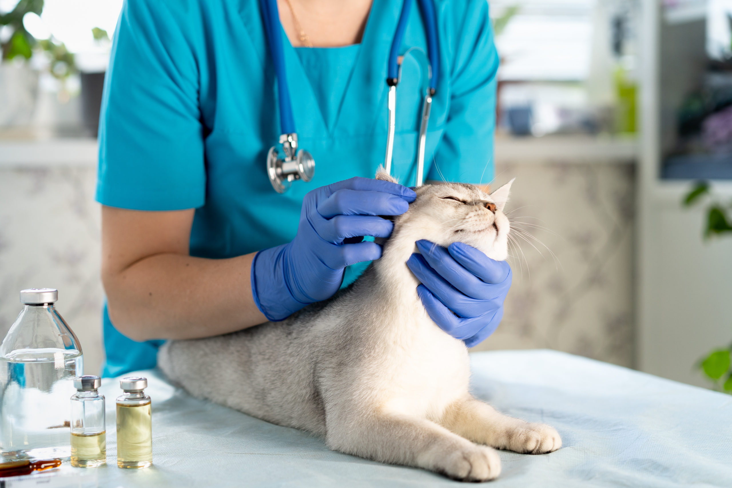 The veterinarian examines the cat's ears. the kitten is at the veterinarian. Inspection of pets and vaccination. Animal clinic.