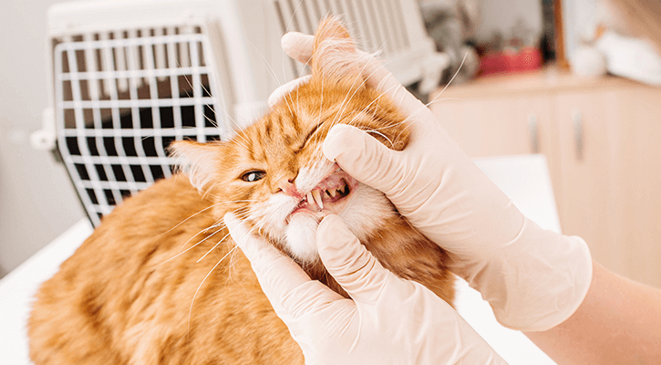 Dental-Care Dental Care