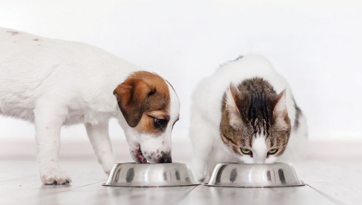 Pet Nutrition